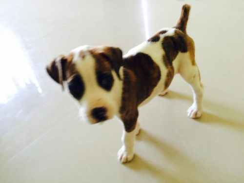 boxer puppy for sale