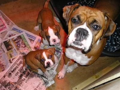 Boxer Puppies Males & Females