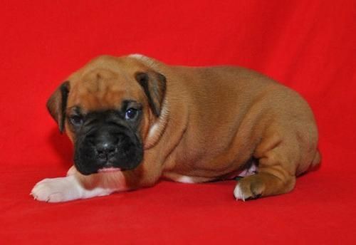 Tucker has a beautiful fawn colored coat