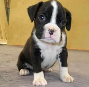 Cute and lovely male and female Boxer puppies.