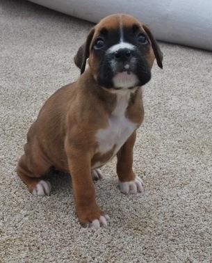 All puppies have their tails docked