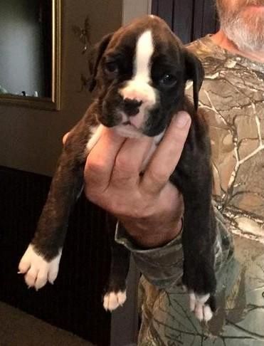 AKC Boxer Pups