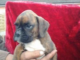 bobtail boxer puppies