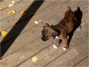 wonderful boxer puppies