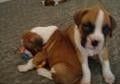 boxer puppies for adoption.