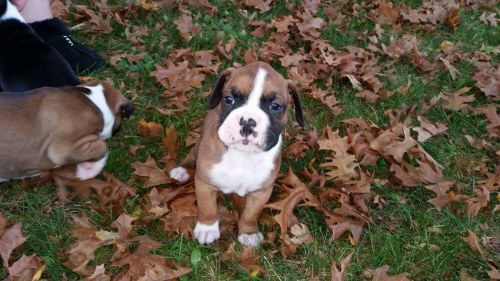 Euro Boxer Puppies