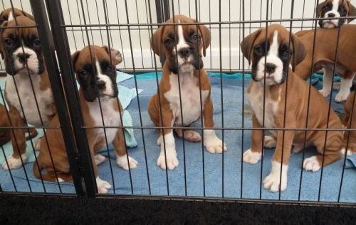 Stunning Litter Boxer Puppies