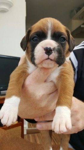 Boxer Puppies for sale in Detroit, MI, USA. price: NA