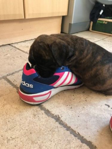 5th Generation Pedigree Boxer Dog For Stud