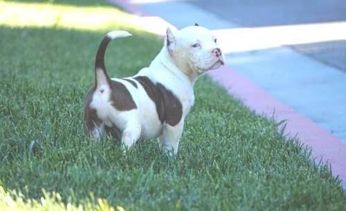 outstandimg bull boxer pit puppies