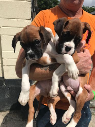 Beautiful Boxer Pups Ready