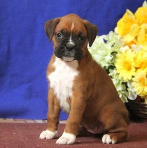 AKC Boxer puppies only 12 weeks old text us on ***