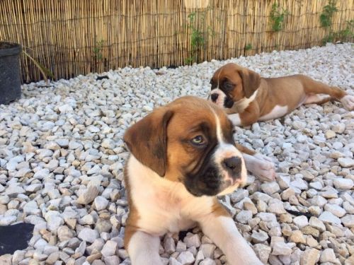 Beautiful Boxer Pups