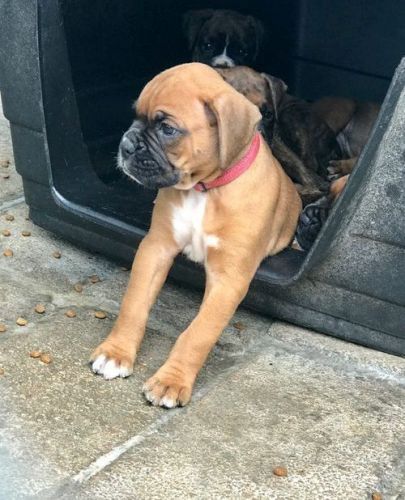 Fantastic Boxer Puppies