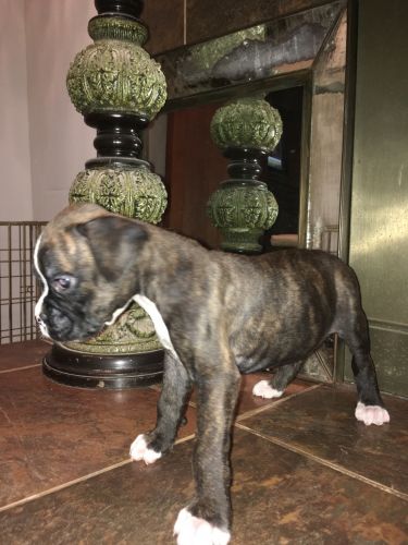 Akc boxer puppy