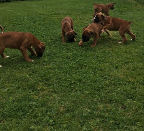 Red Bobtail Boy Available Ready Now