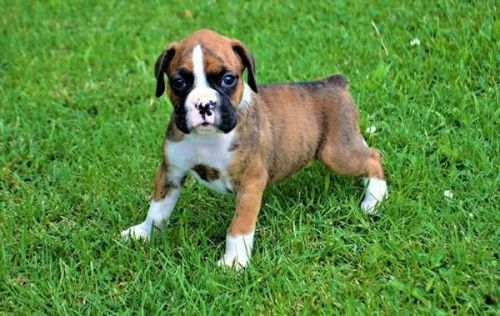 Cute Boxer Puppies