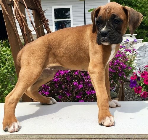 GORGEOUS pedigree Boxer puppies. Text (***) ***-***2