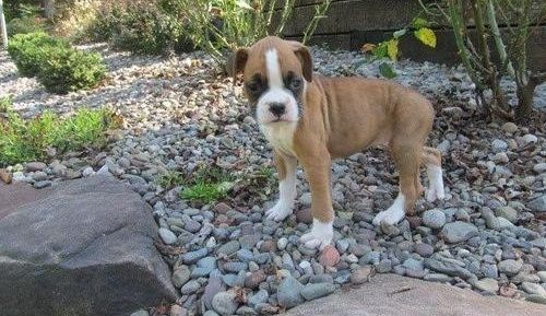 Boxer puppies for sale