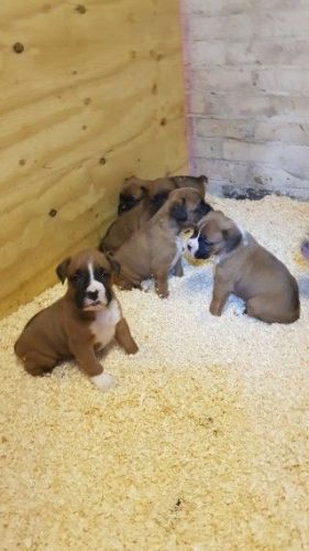 Gorgouse looking boxer puppies ready