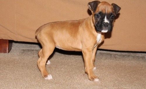 Gorgeous Fawn Boxer puppies. Text (***) ***-***9