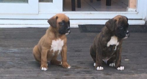 Boxer puppies :Contact us only through text at ***