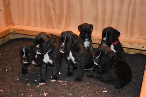 AKC Boxer puppies