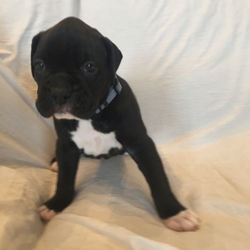 AKC Boxer Puppies