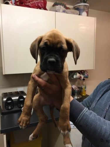 Bob Tail And Tailed Boxer Pups