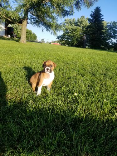 Boxer Puppy
