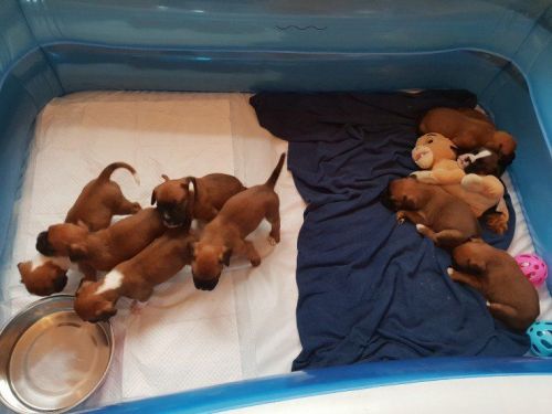 Adorable AKC Boxer puppies. Call or text us at +1 8*** ***8-2***3
