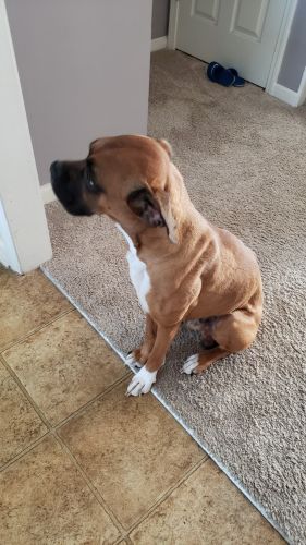 Male Boxer 2yrs Old