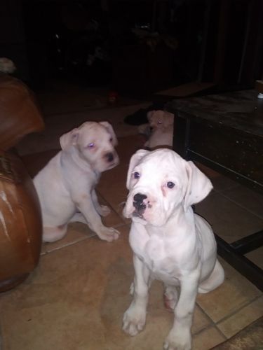 Akc boxer females