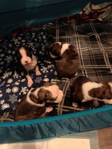 Ready week of Christmas