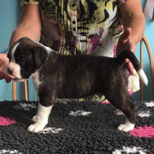 Boxer puppies