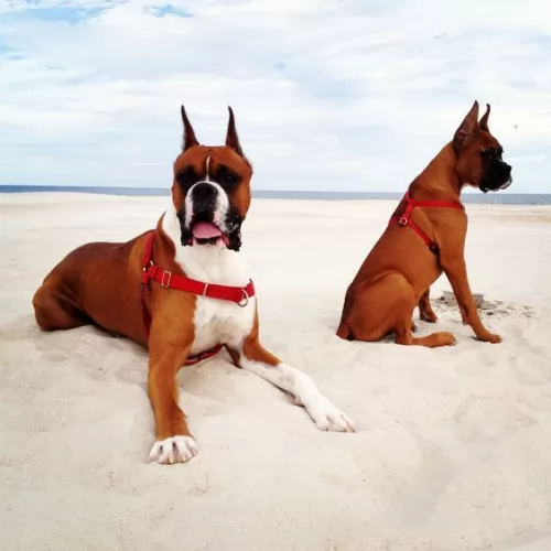 boxer dogs - caring