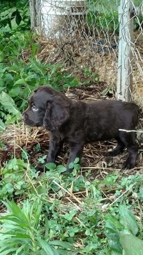 friendly Boykin Spaniel Puppies