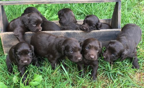 Quality Boykin Spaniel Puppies
