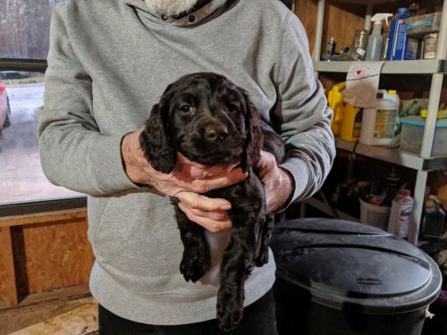 Boykin Spaniel Puppies