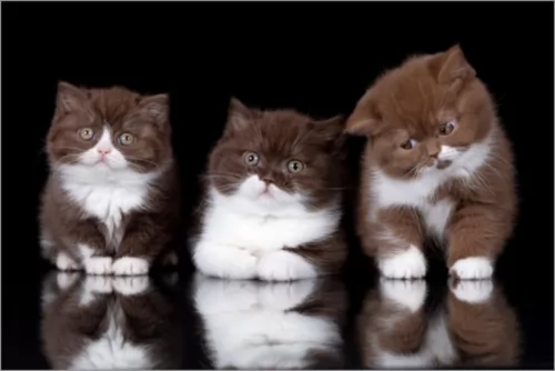 british longhair kittens - health problems