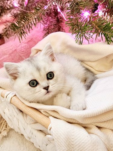 British Semi-Longhair Cats for sale in Boise, ID, USA. price: $700