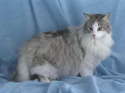 british semi longhair cat - characteristics