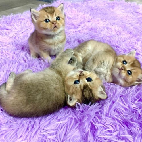 :;: $3 British shorthair kittens
