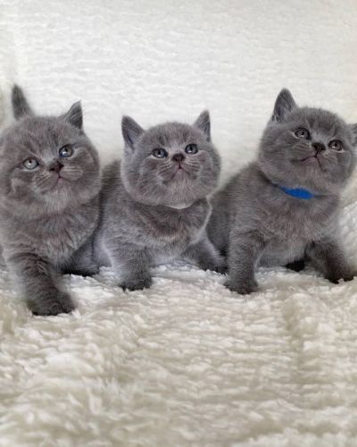 British Shorthair Cats for sale in New York, NY, USA. price: $200