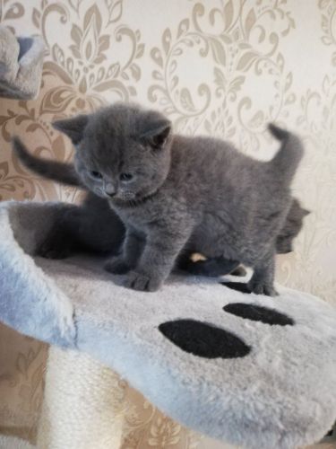 Cute British Shorthair kittens