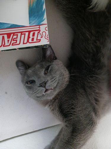 CUBBY - British shorthair kitten