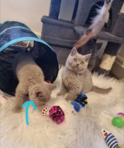 Stunning British Shorthair kittens For sale