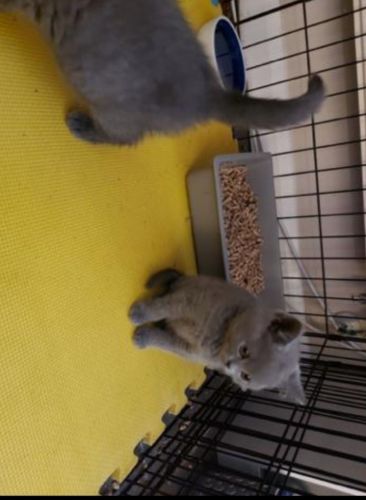 Stunning British shorthair for sale