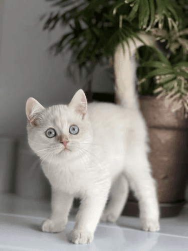 British Shorthair Cats for sale in Atlanta, GA, USA. price: $800