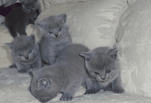 british shorthair kittens